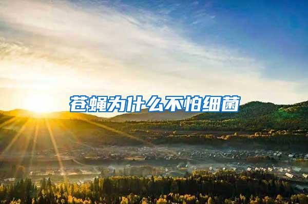 蒼蠅為什么不怕細(xì)菌