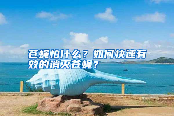 蒼蠅怕什么？如何快速有效的消滅蒼蠅？