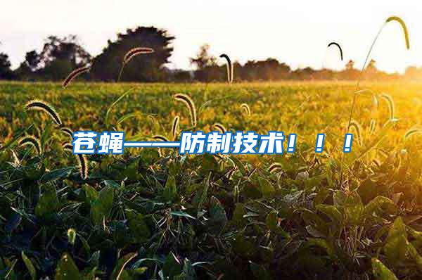 蒼蠅——防制技術(shù)?。。?/></p>
             <p style=