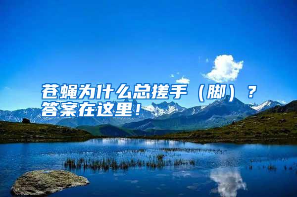 蒼蠅為什么總搓手（腳）？答案在這里！