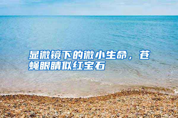 顯微鏡下的微小生命，蒼蠅眼睛似紅寶石