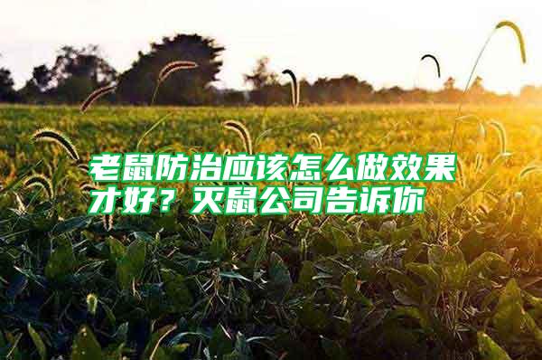 老鼠防治應(yīng)該怎么做效果才好？滅鼠公司告訴你