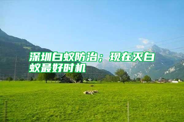 深圳白蟻防治；現(xiàn)在滅白蟻最好時機