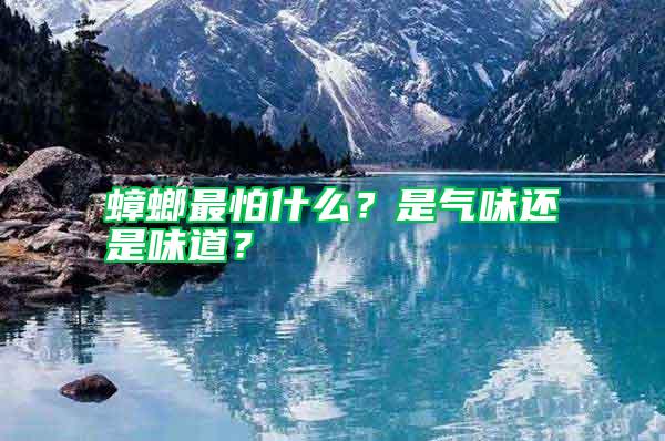 蟑螂最怕什么？是氣味還是味道？