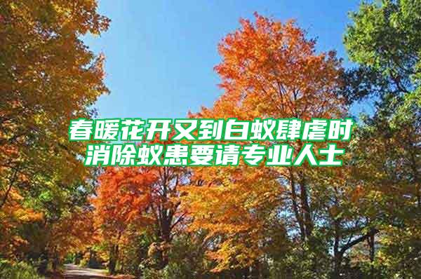 春暖花開又到白蟻肆虐時 消除蟻患要請專業(yè)人士