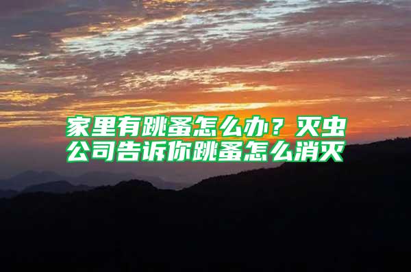家里有跳蚤怎么辦？滅蟲公司告訴你跳蚤怎么消滅