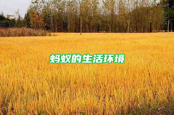 螞蟻的生活環(huán)境
