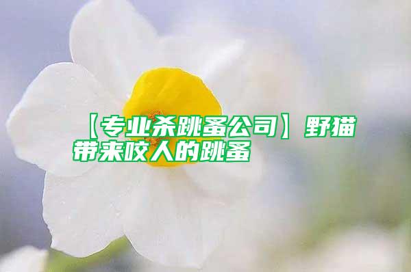 【專(zhuān)業(yè)殺跳蚤公司】野貓帶來(lái)咬人的跳蚤