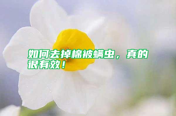 如何去掉棉被螨蟲，真的很有效！