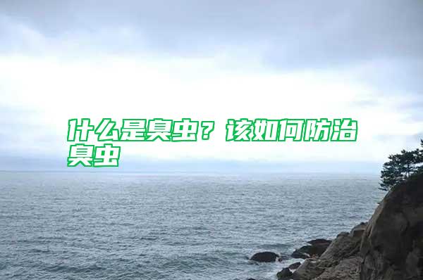 什么是臭蟲？該如何防治臭蟲