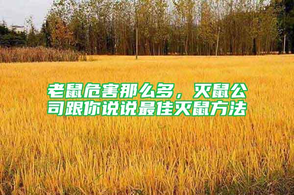 老鼠危害那么多，滅鼠公司跟你說說最佳滅鼠方法