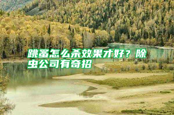 跳蚤怎么殺效果才好？除蟲公司有奇招