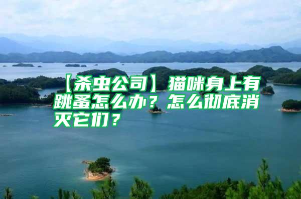 【殺蟲公司】貓咪身上有跳蚤怎么辦？怎么徹底消滅它們？