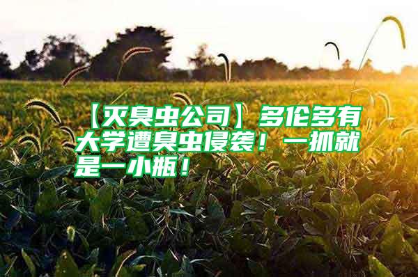 【滅臭蟲公司】多倫多有大學(xué)遭臭蟲侵襲！一抓就是一小瓶！