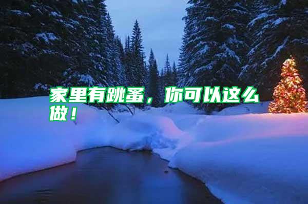 家里有跳蚤，你可以這么做！