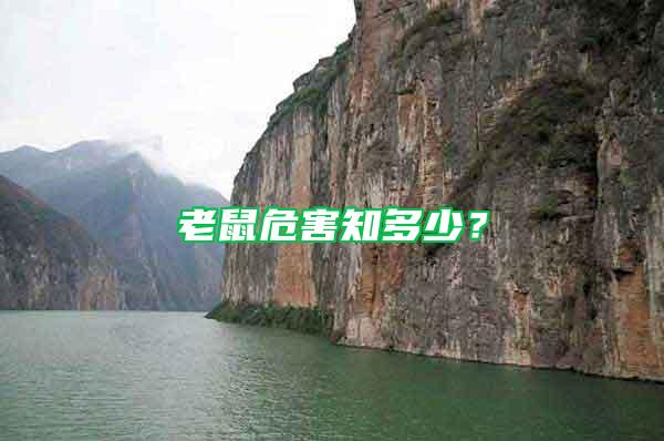 老鼠危害知多少？