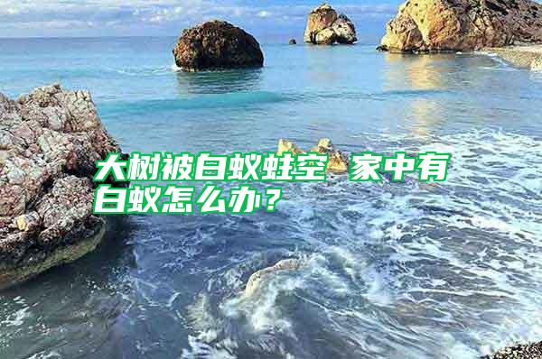 大樹被白蟻蛀空 家中有白蟻怎么辦？