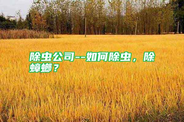除蟲公司--如何除蟲，除蟑螂？