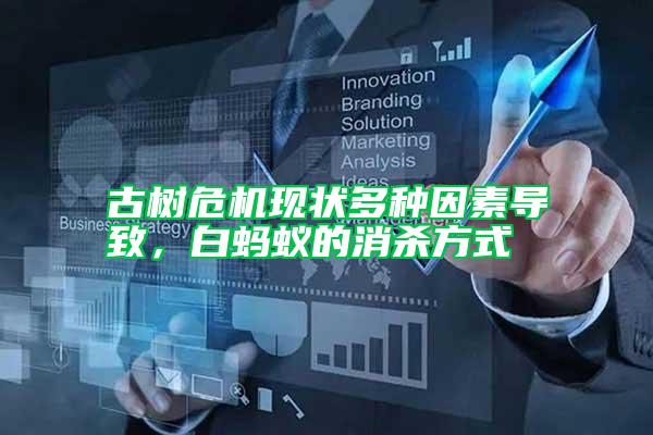 古樹危機現(xiàn)狀多種因素導(dǎo)致，白螞蟻的消殺方式