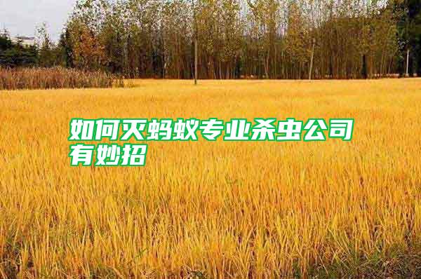 如何滅螞蟻專業(yè)殺蟲(chóng)公司有妙招