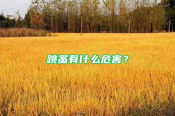 跳蚤有什么危害？