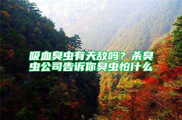 吸血臭蟲有天敵嗎？殺臭蟲公司告訴你臭蟲怕什么