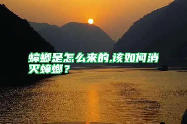 蟑螂是怎么來的,該如何消滅蟑螂？