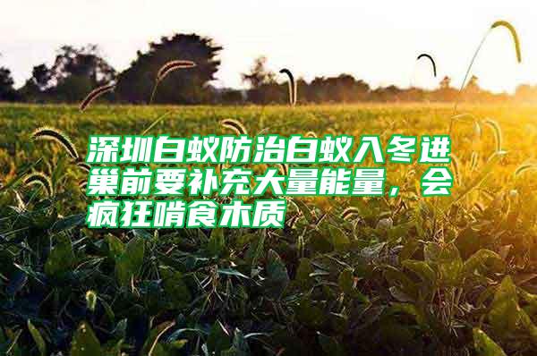 深圳白蟻防治白蟻入冬進(jìn)巢前要補(bǔ)充大量能量，會(huì)瘋狂啃食木質(zhì)