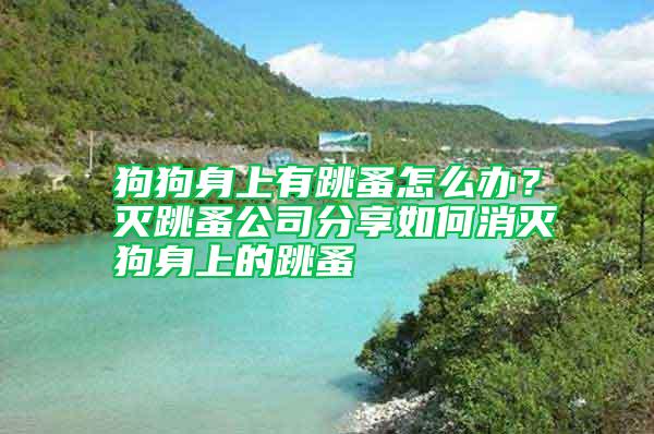 狗狗身上有跳蚤怎么辦？滅跳蚤公司分享如何消滅狗身上的跳蚤