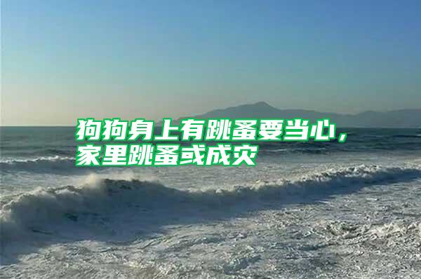 狗狗身上有跳蚤要當(dāng)心，家里跳蚤或成災(zāi)