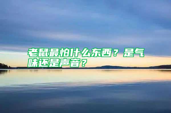 老鼠最怕什么東西？是氣味還是聲音？
