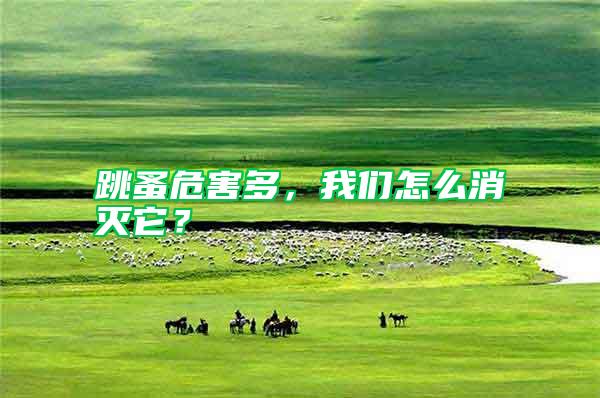 跳蚤危害多，我們怎么消滅它？