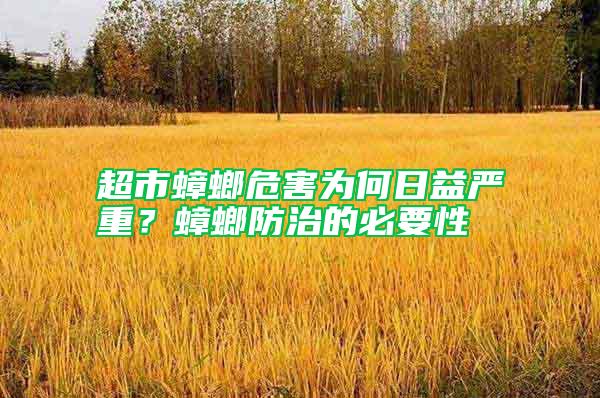 超市蟑螂危害為何日益嚴(yán)重？蟑螂防治的必要性