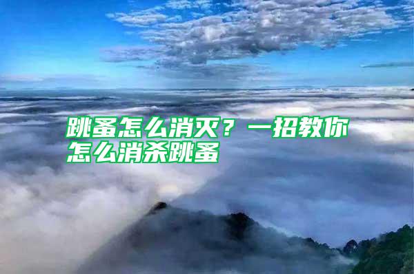 跳蚤怎么消滅？一招教你怎么消殺跳蚤