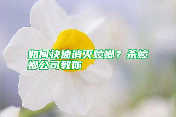 如何快速消滅蟑螂？殺蟑螂公司教你