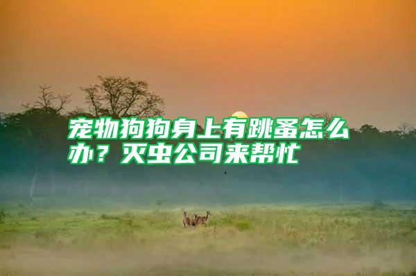 寵物狗狗身上有跳蚤怎么辦？滅蟲公司來幫忙