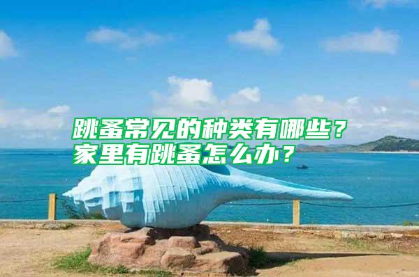 跳蚤常見的種類有哪些？家里有跳蚤怎么辦？