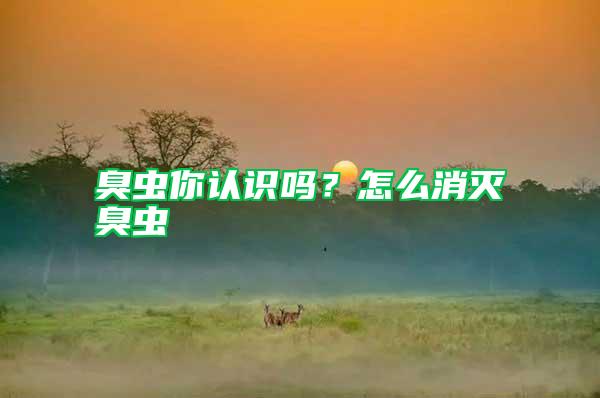 臭蟲你認識嗎？怎么消滅臭蟲
