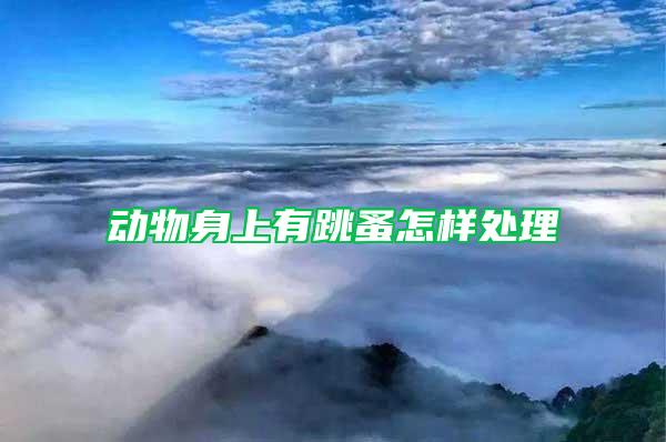 動(dòng)物身上有跳蚤怎樣處理
