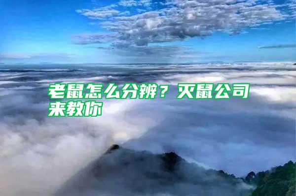 老鼠怎么分辨？滅鼠公司來教你