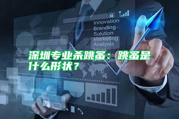深圳專業(yè)殺跳蚤：跳蚤是什么形狀？