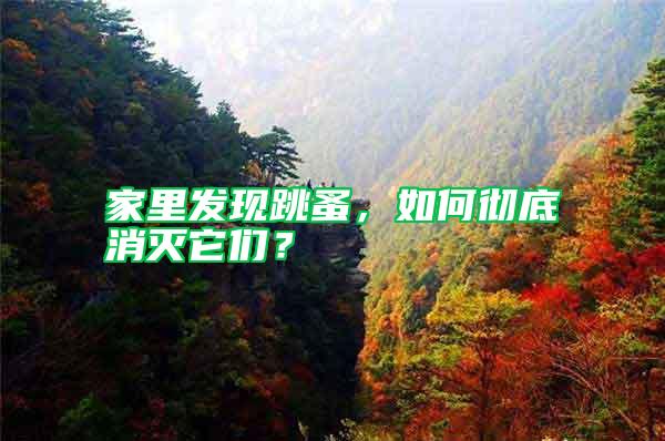 家里發(fā)現(xiàn)跳蚤，如何徹底消滅它們？