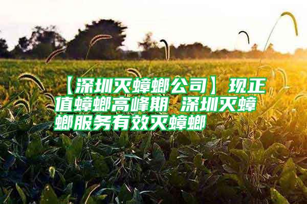 【深圳滅蟑螂公司】現(xiàn)正值蟑螂高峰期 深圳滅蟑螂服務有效滅蟑螂