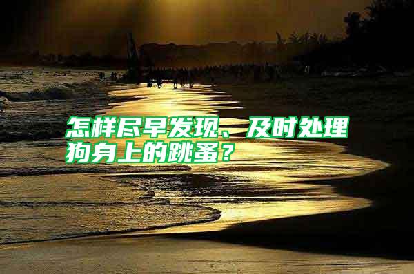 怎樣盡早發(fā)現(xiàn)、及時處理狗身上的跳蚤？