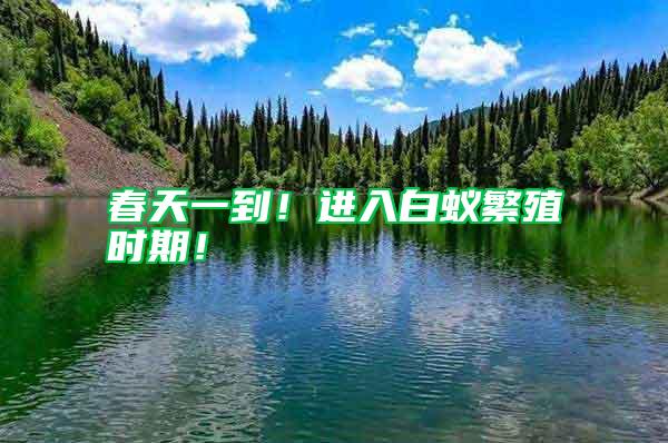 春天一到！進入白蟻繁殖時期！