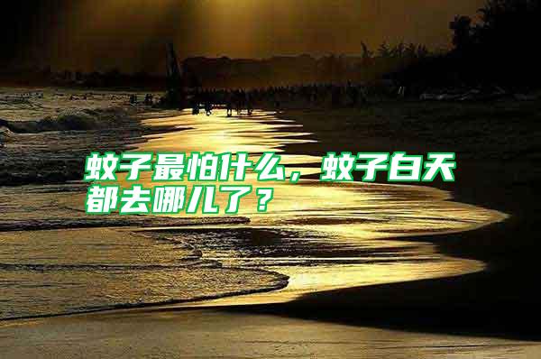 蚊子最怕什么，蚊子白天都去哪兒了？