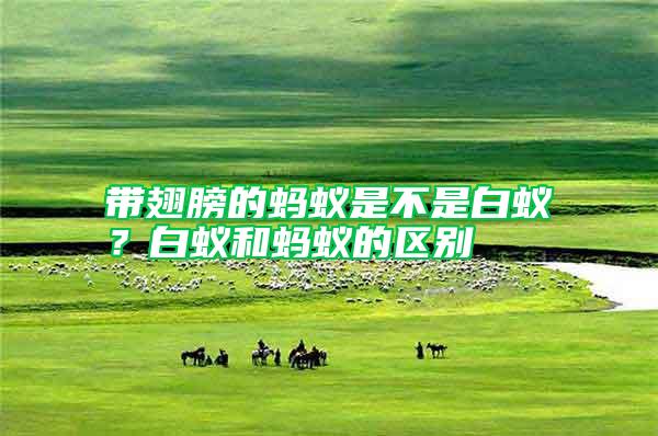 帶翅膀的螞蟻是不是白蟻？白蟻和螞蟻的區(qū)別