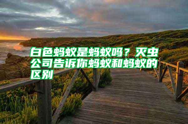 白色螞蟻是螞蟻嗎？滅蟲公司告訴你螞蟻和螞蟻的區(qū)別