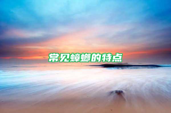 常見蟑螂的特點(diǎn)