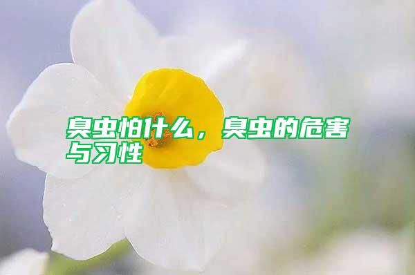 臭蟲怕什么，臭蟲的危害與習性